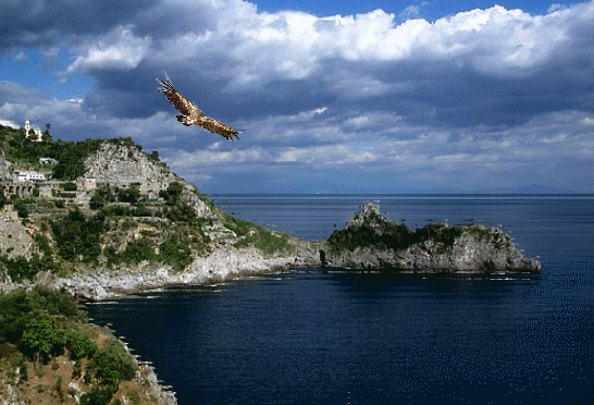 aigle sur paysage marin